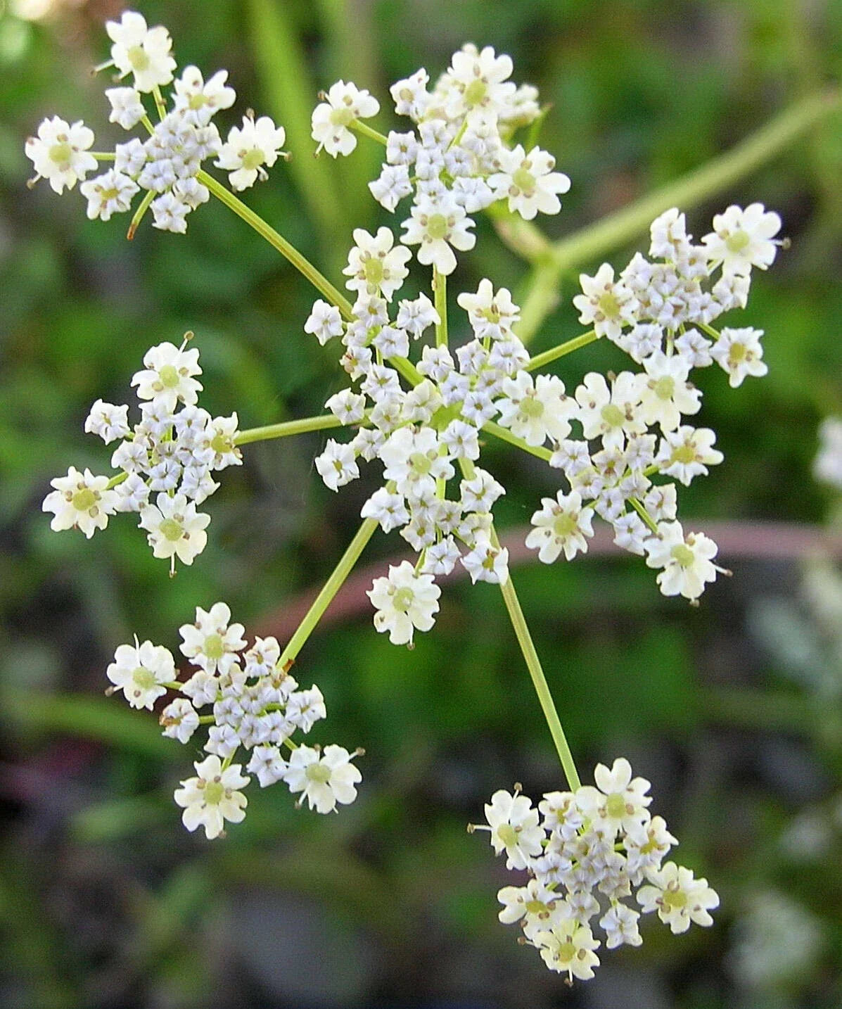 Caraway Seeds | Pack of 100 | Cumin Flavor Variety | Carum carvi | Organic Vegetable Herb Seeds for Cooking and Gardening