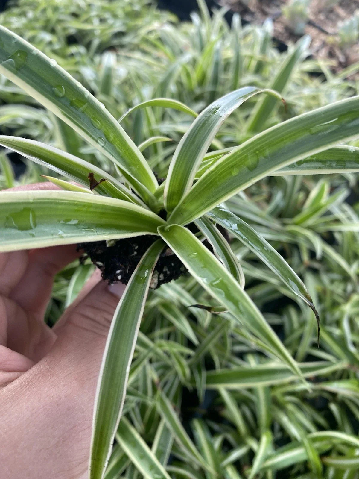 Zebra Spider Plant Plug - Variegated Green & White Foliage - Chlorophytum comosum - Easy Care Indoor Houseplant