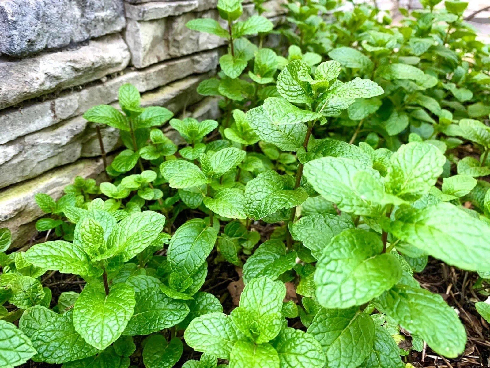Mint Bare Root Plants - 10 Pack - Aromatic Herb - Mentha spp. - USA Grown for Culinary Use, Teas, and Cocktails