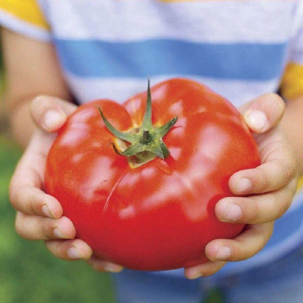 Big Beef Tomato Seeds - 30+ Seed Package - Heirloom Variety - Solanum lycopersicum - Juicy, Large Fruits for Home Gardening
