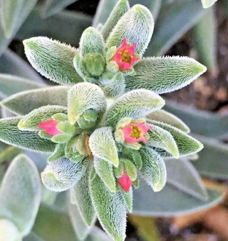 Crassula 'Moon Glow' Succulent 2-4" Live Plant Fuzzy Teardrop Leaves Crassula mesembryanthemoides - Easy Care Houseplant