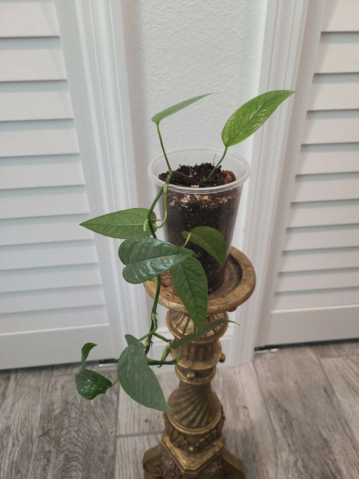 Cebu Blue Pothos Starter Plant 3.5" Pot - Epipremnum Pinnatum - Indoor Houseplant, Tropical Greenery, Easy Care Plant