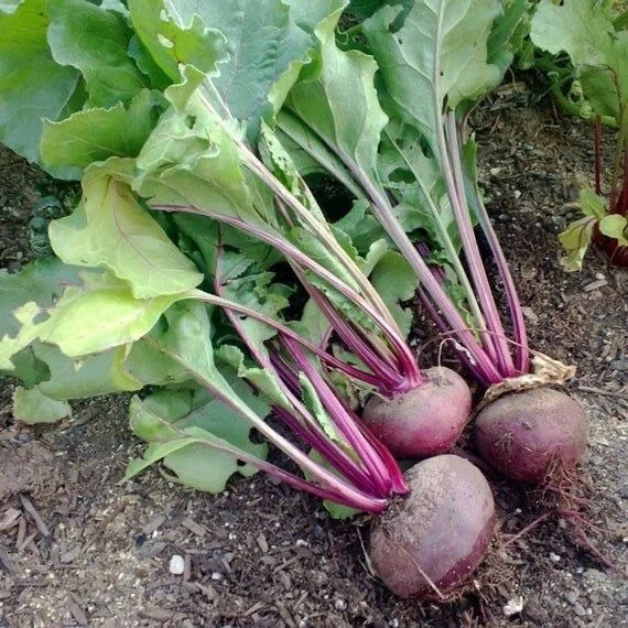 Organic Dark Red Detroit Beet Seeds - 50 Non-GMO Edible Vegetable Seeds for Home Garden - Beta vulgaris