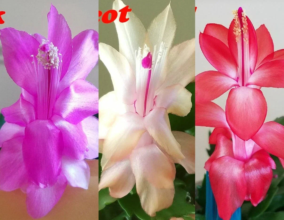 Christmas Cactus Cuttings - 3 Colors Pink Red White - Thanksgiving Cactus Stem Cuttings - Schlumbergera spp.
