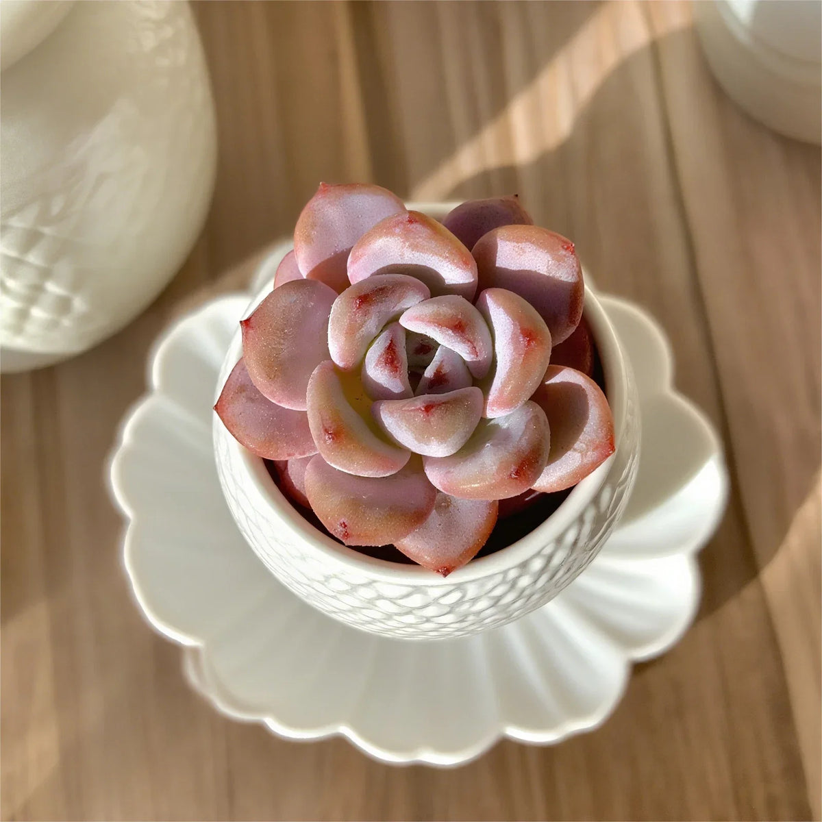 Rare Succulent Plants - 2.2" Live Bare Root - Assorted Varieties - Perfect for Indoor Decor - Various Species