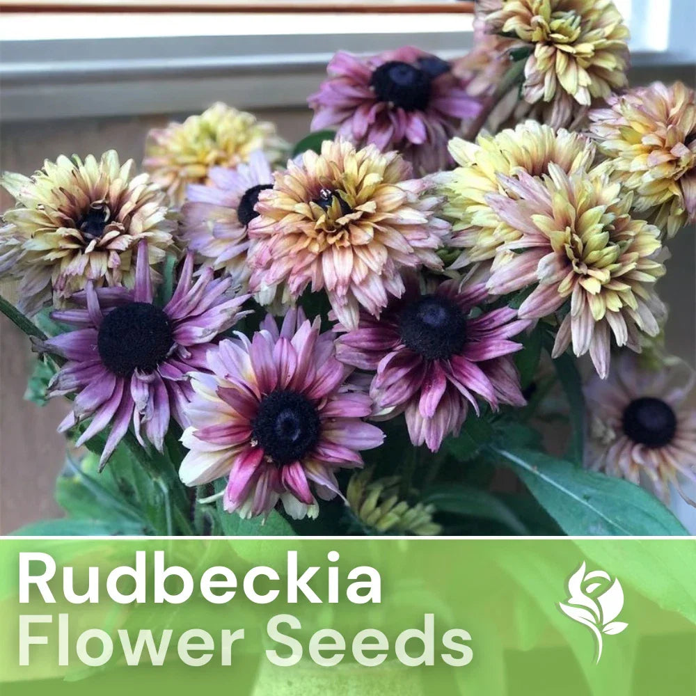 Rudbeckia Seeds - Vintage Mix - 125+ Black-Eyed Susan Flower Seeds - Rudbeckia hirta - Annual Garden Planting