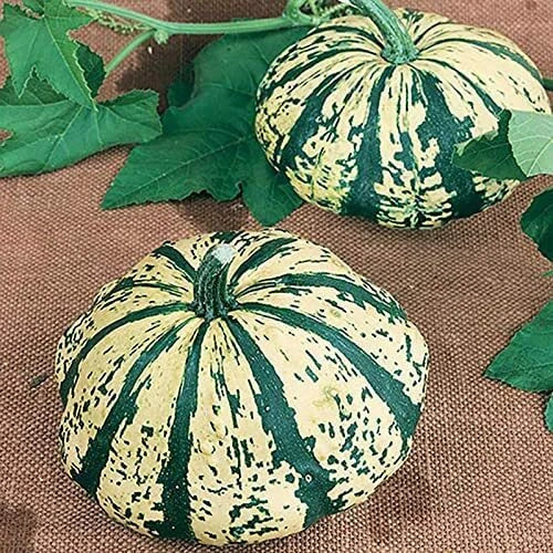 10 Partial Eclipse Summer Squash Seeds | Colorful Mini Pumpkins | Cucurbita pepo | Easy to Grow for Garden & Culinary Use