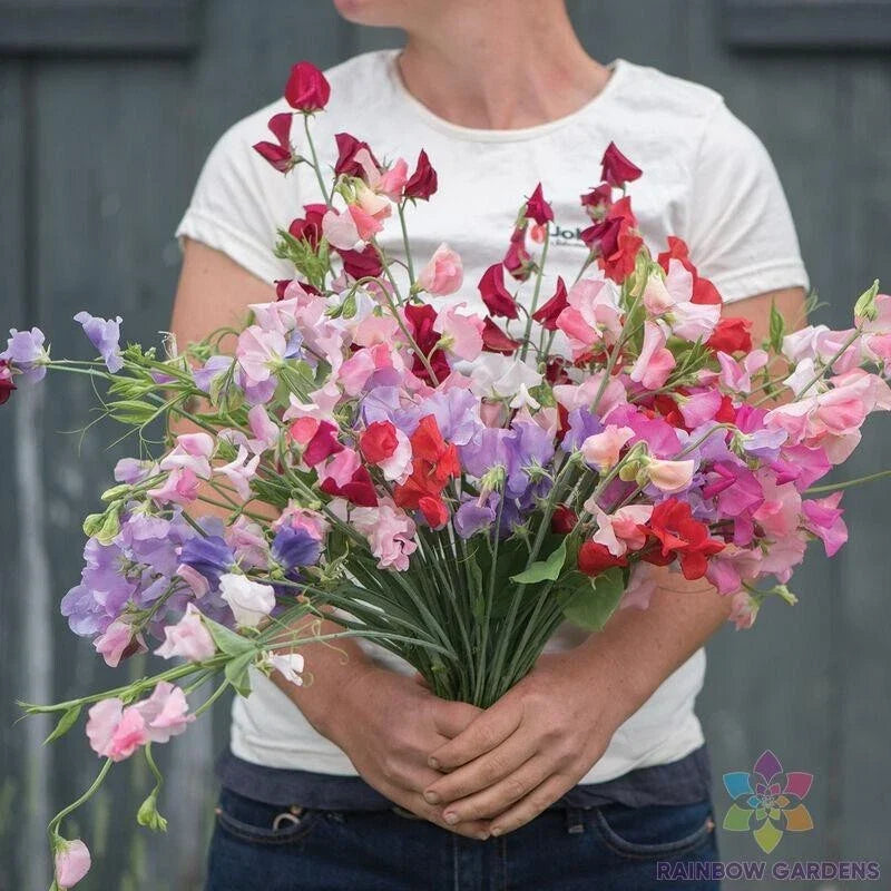Sweet Pea Seeds - 50+ Elegance Formula Mix - Lathyrus odoratus - Non-GMO Garden Seeds - USA - Free Shipping