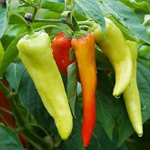 Sweet Banana Pepper Seeds - Non-GMO Pack - Capsicum annuum - Ideal for Home Garden - High Germination Rate