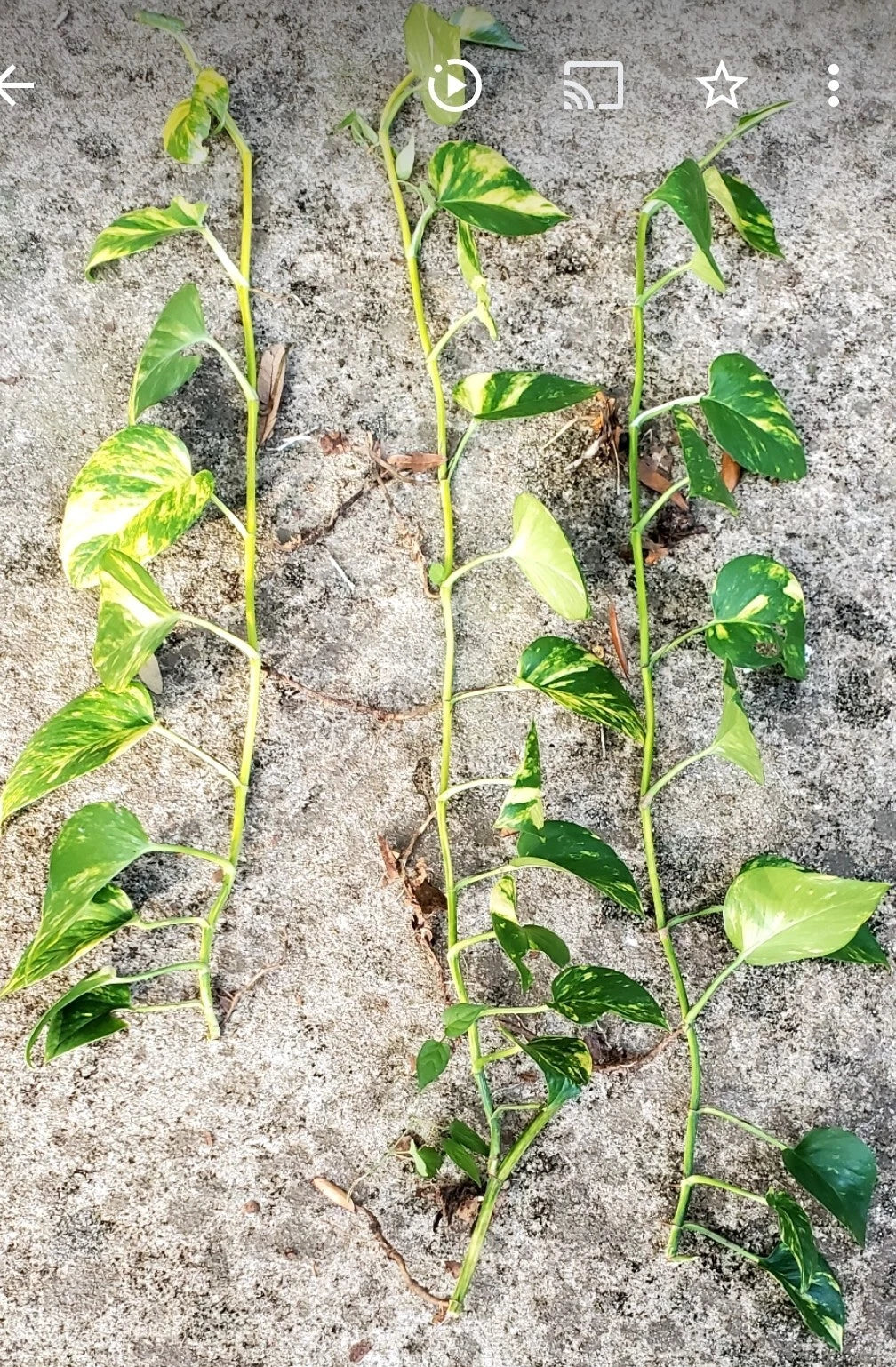 Giant Golden Hawaiian Pothos Plant - 6-Inch Cutting - Vibrant Yellow Variegation - Epipremnum aureum 'Golden Hawaiian'