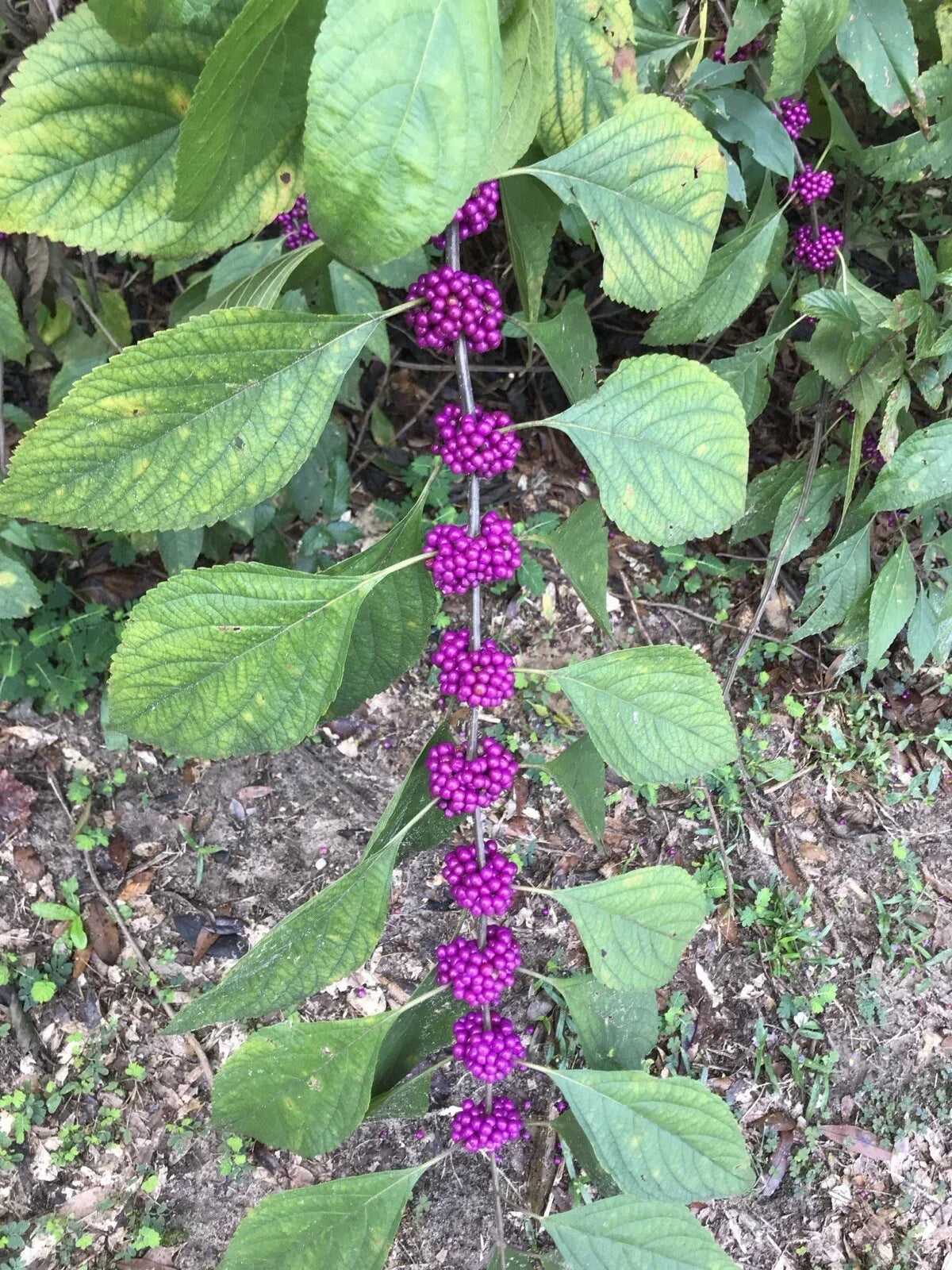 American Beautyberry Live Plant 6+ Inches - Vibrant Purple Berries, Hardy Perennial Shrub - Callicarpa americana