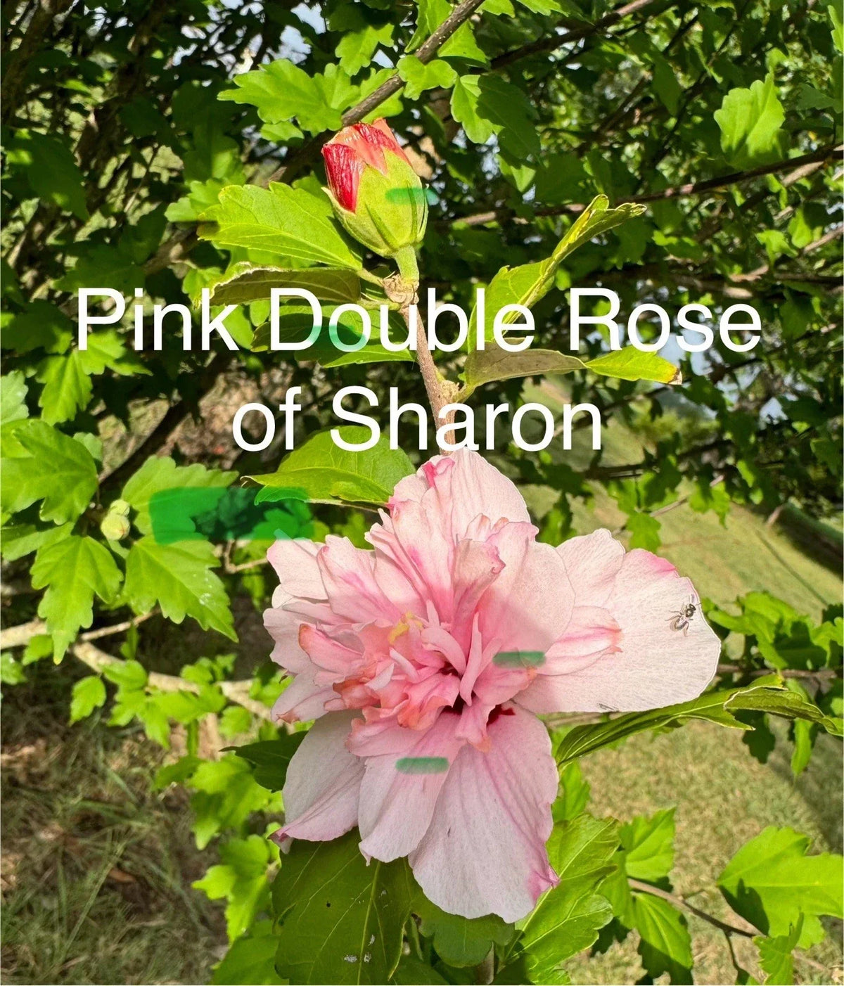 Fresh Cuttings - 5 Pieces Pink Double Rose of Sharon - Hibiscus syriacus 'Pink Chiffon' - Easy Care Blooms for Garden