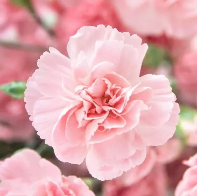 Carnation Flower Seeds (100 Seeds) - La France Pink, Easy to Grow, Dianthus caryophyllus, Fragrant Blooms for Garden