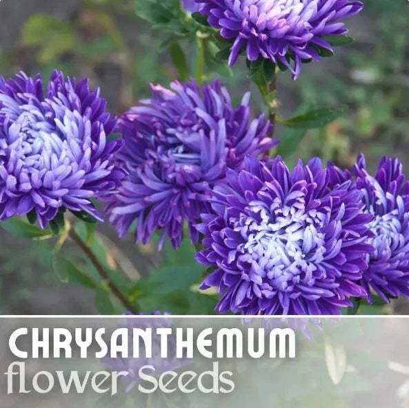 Chrysanthemum Seeds Pack of 200+ Regal Relic Mum Flower Seeds - Annual (Chrysanthemum morifolium) for Garden Planting