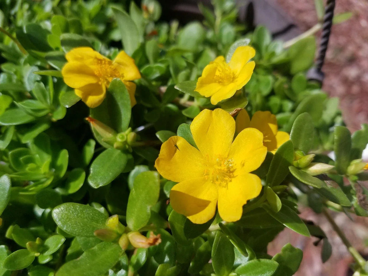 Yellow Purslane Cuttings - Bright Purple Flowers - Portulaca oleracea - Easy to Grow, Drought-Tolerant Garden Plants