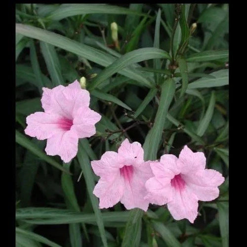 Pink Mexican Petunia Live Plant Plugs - 5 Pack - Ruellia brittoniana - Vibrant Pink Blooms for Garden Decor