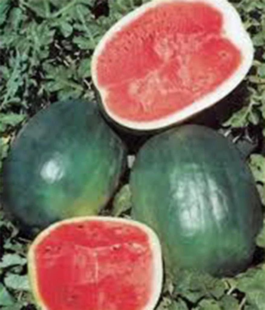Black Diamond Watermelon Seeds, 500 Count, Non-GMO, Citrullus lanatus, Heirloom Variety for Home Gardening
