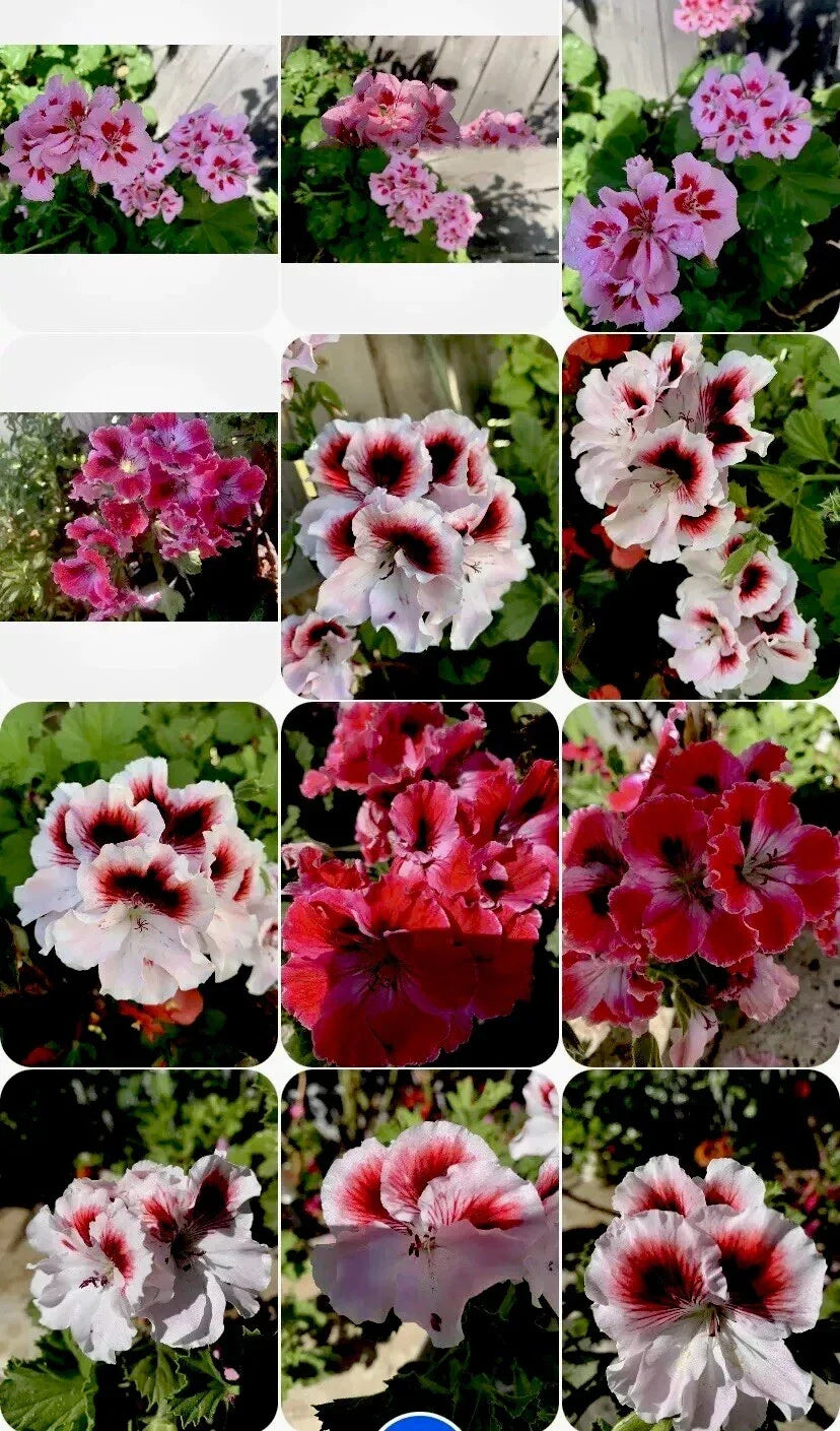 Pelargonium Geraniums Collection - 3 Varieties, 8-Inch Plants in 3-Inch Pots - Colorful Perennials for Sunny Gardens