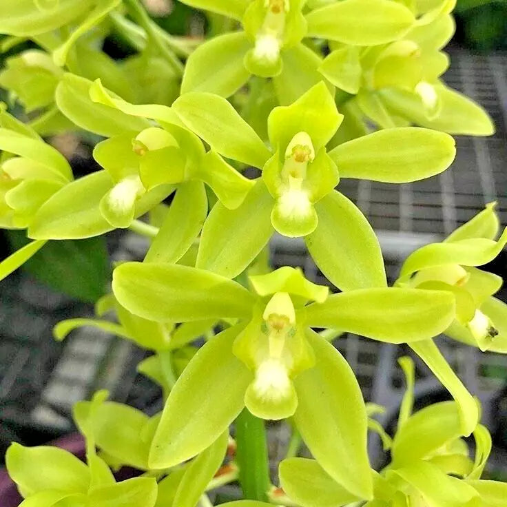 Orchid Bulb Root Bare Root Lemon Green Grammatophyllum Scriptum Citrinum Fragrant Plant for Indoor Outdoor Decor