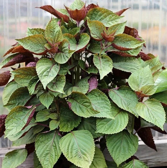 Purple Shiso Seeds - 100+ Count - Perilla frutescens var. crispa - Aromatic Culinary Herb - Non-GMO, USA