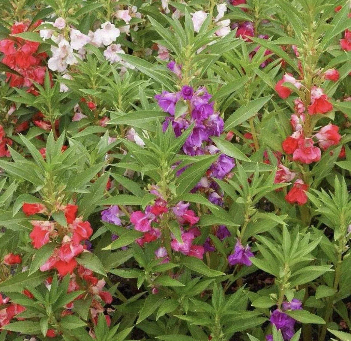 Balsam Seeds - 50+ Double Flowered Mix - Impatiens Balsamina - Colorful Garden Annuals - Touch Me Not