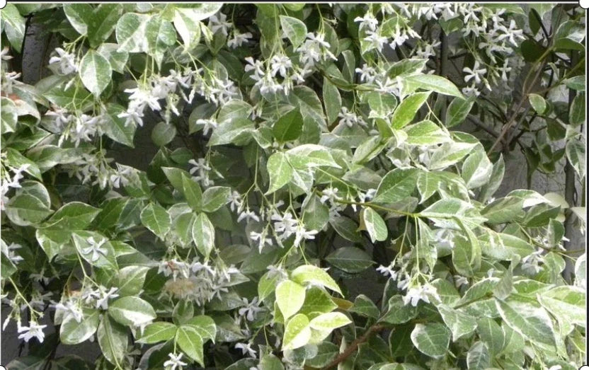 Variegated Confederate Jasmine Starter Plant - Trachelospermum jasminoides - Rooted Indoor/Outdoor Foliage in 4-Inch Pot
