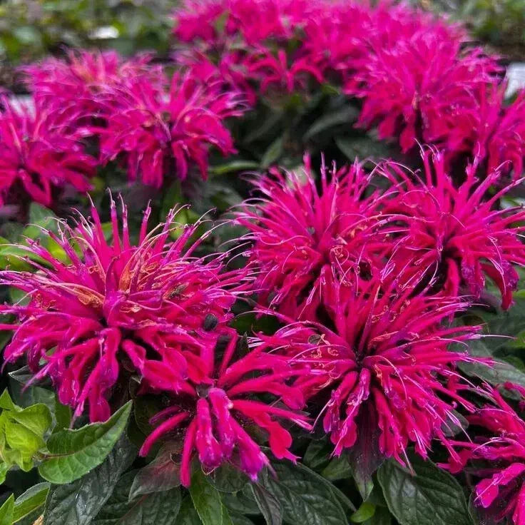 Bee Balm Plant 4" Pot Raspberry-Red Monarda didyma 'Bee-True' - Pollinator-Friendly, Mildew Resistant Perennial