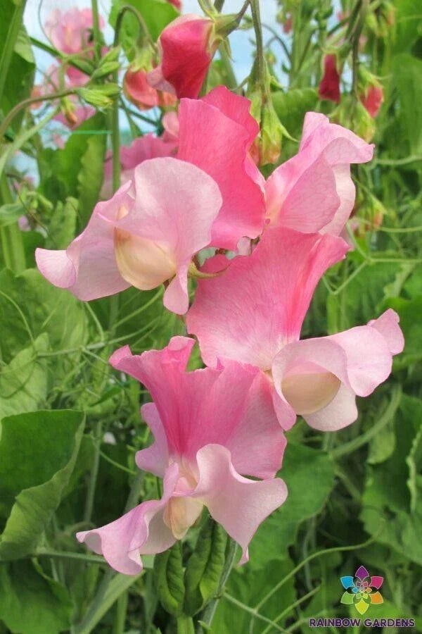 Sweet Pea Seeds 50+ Strawberry Fields Lathyrus odoratus Non-GMO Garden Planting USA