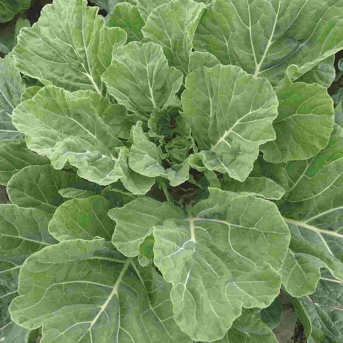 Collard Seeds, NON-GMO, Georgia Southern Heirloom, Organic Vegetable Seeds, Brassica oleracea var. viridis
