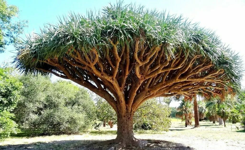 Dragon Blood Tree Seeds - 6 Seeds - Dracaena Draco - Unique Umbrella Growth, Drought Tolerant, Tropical Foliage