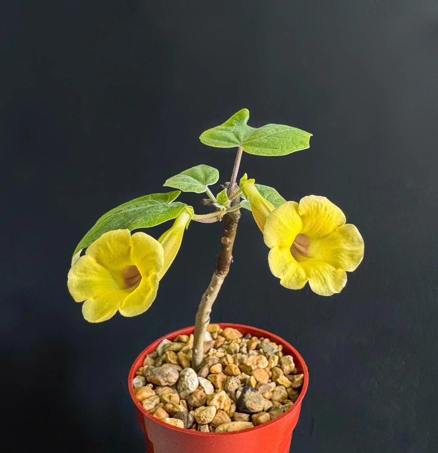 Uncarina Ankaranensis 4" Rare Madagascar Flowering Succulent Caudex Plant - Unique Exotic Addition for Collectors