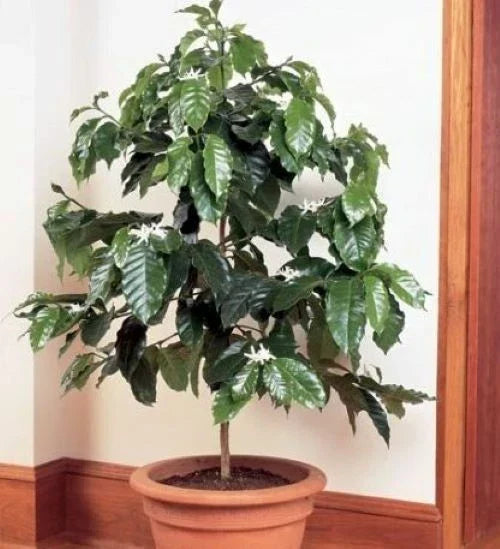 Rooted Arabica Coffee Bean Starter Plant - Coffea arabica - 4-Inch Pot - Grow Your Own Coffee at Home - Easy Care Gardening