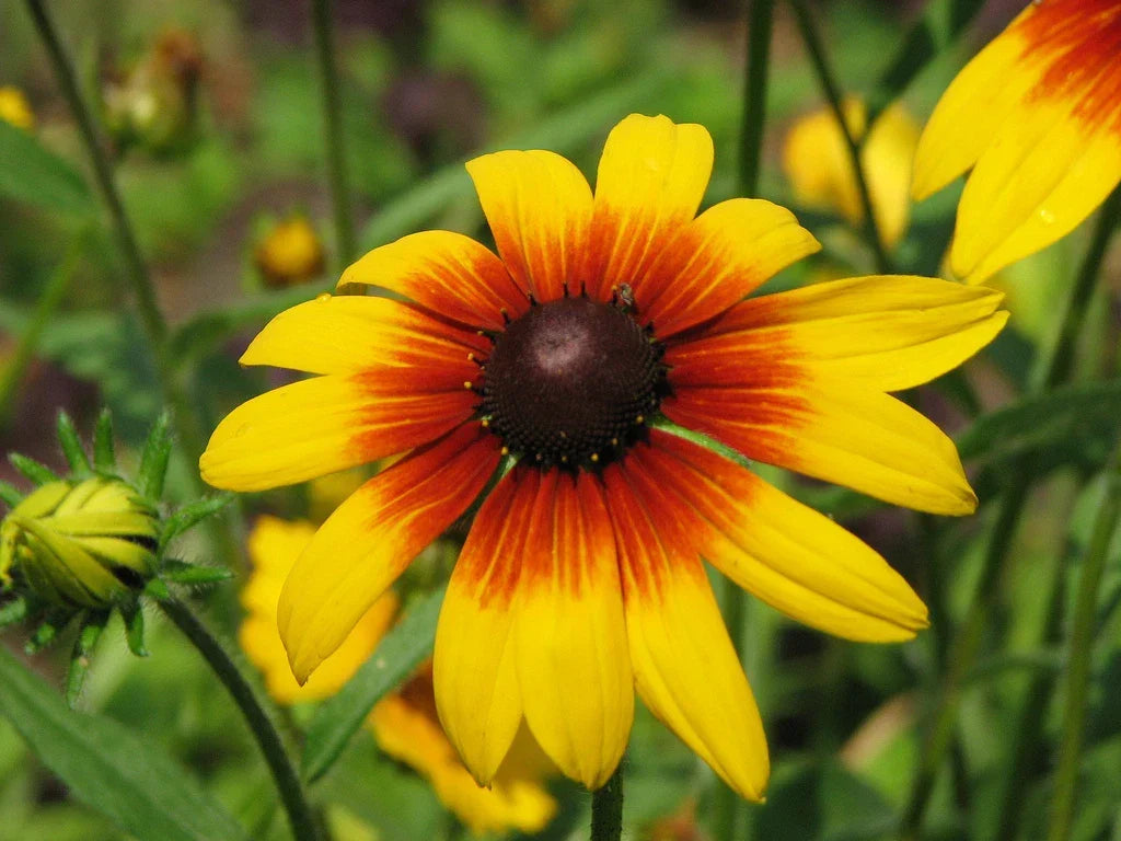 Gloriosa Daisy Seeds, Non-GMO, Rudbeckia hirta, Multiple Sizes, Bright Yellow & Orange Flowers, Free Shipping