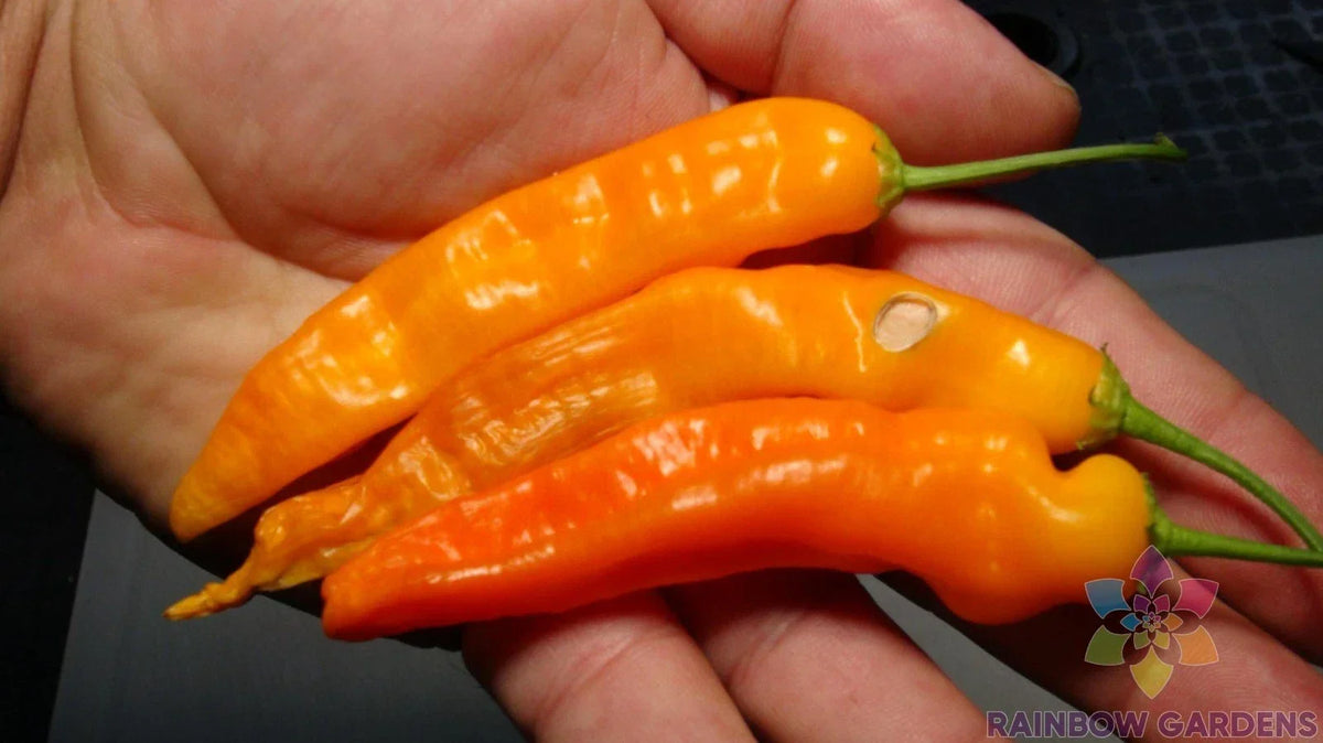 Aji Ahuachapau Hot Pepper Seeds - 25+ Organic Non-GMO Seeds - Capsicum baccatum - Perfect for Home Gardening