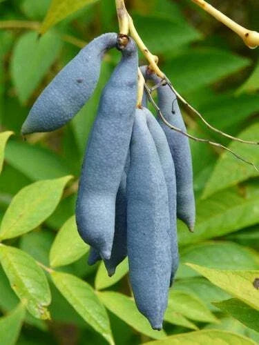 Blue Bean Plant Seeds - 15 Count - Exotic Blue Sausage Fruit - Dolichos lablab - Unique Blue Pods for Garden and Culinary Use