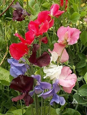 Sweet Pea Seeds 250 Count Early Multiflora Gigantea Mix Lathyrus odoratus - Vibrant Fragrant Climbing Flowers for Gardens