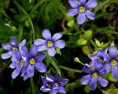 100 Seeds Western Blue-Eyed Grass Perennial, Vibrant Blue Flowers, Sisyrinchium bellum, Eco-Friendly Garden Plant