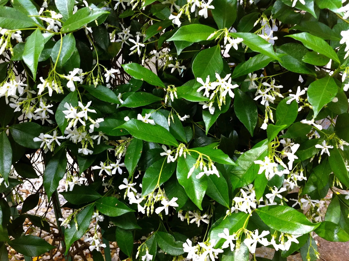 Organic Live Star Jasmine Cuttings - Fragrant Vines, Trachelospermum jasminoides - USA Grown, Rooted Cuttings for Garden