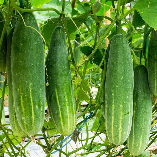 Poinsett 76 Cucumber Seeds | Medium Slicing | Cucumis sativus | High Germination, Crisp Flavor for Home Gardens