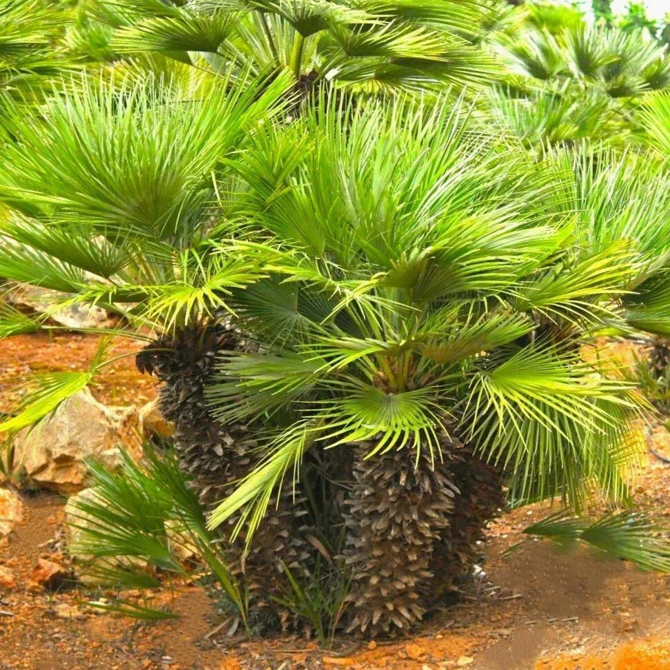 European Fan Palm Tree Seeds - Chamaerops Humilis - Palmito Seeds for Planting - Ideal for Gardens & Indoor Spaces