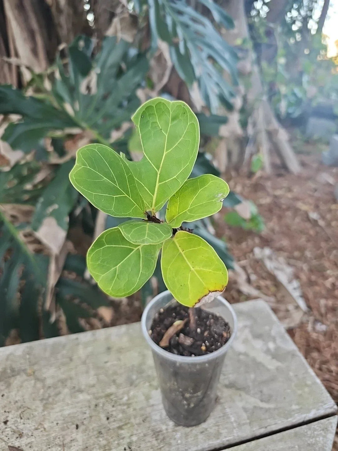 Fiddle Leaf Fig Plant 3.5" Pot Live Ficus Lyrata Indoor Houseplant with Large Leaves for Home Decor