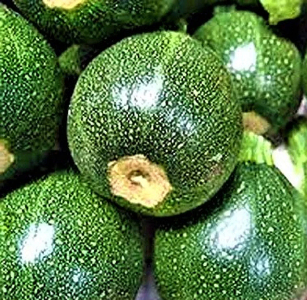 Round Zucchini Seeds 20 Non-GMO Vegetable Seeds Cucurbita pepo Easy to Grow Summer Squash for Container Gardening