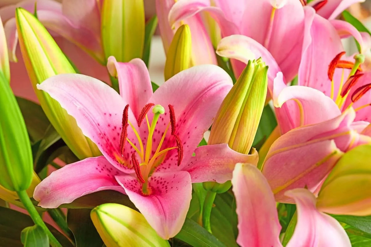 Pink Passion Lily Bulbs - 5 Pack - Lilium 'Pink Passion' - Perennial Flower for Gardens and Landscapes