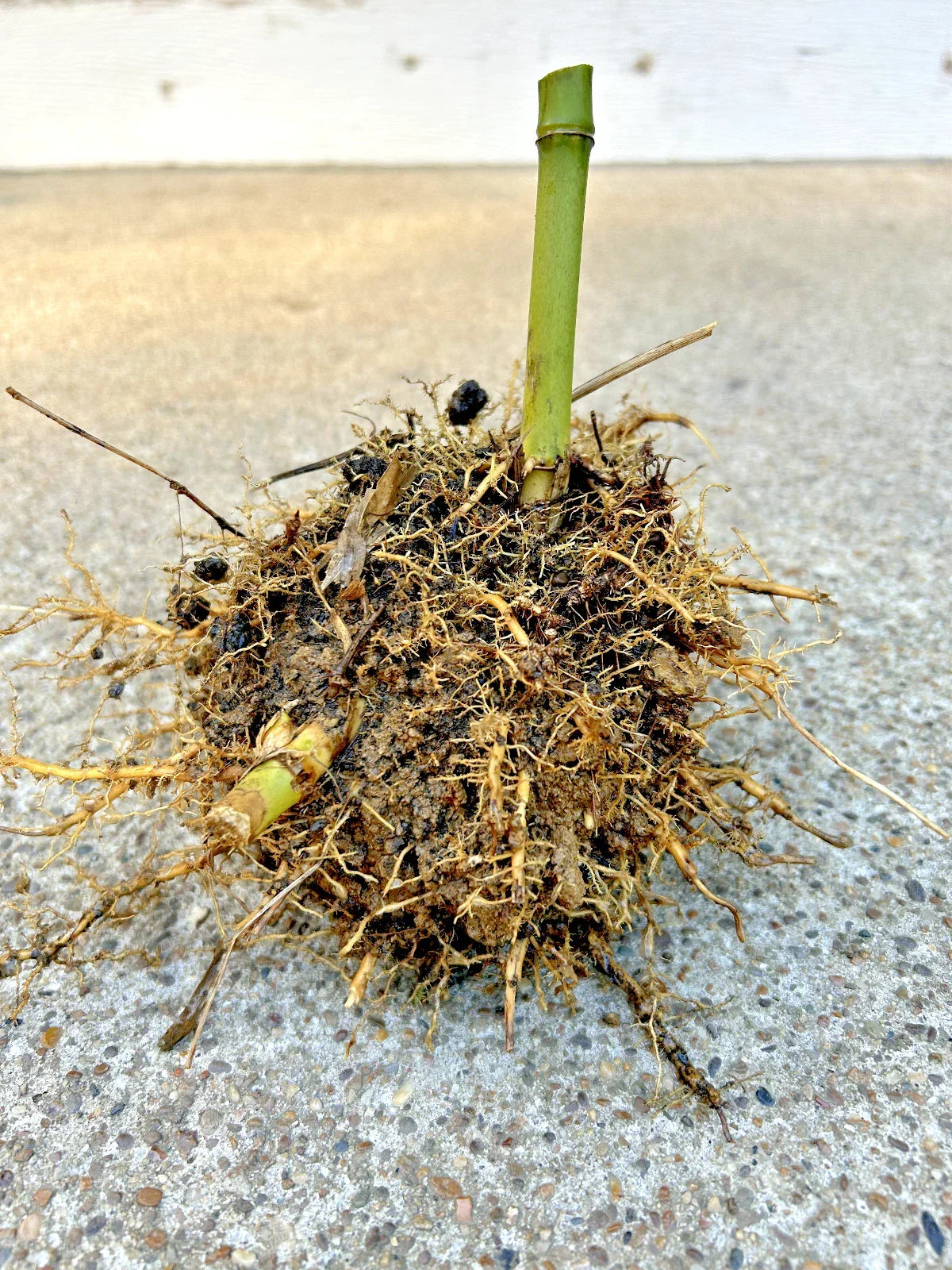 Live Bamboo Root 5 in Seabreeze Bamboo Rhizome - Bambusa vulgaris - Ideal for Privacy Screens and Easy to Grow
