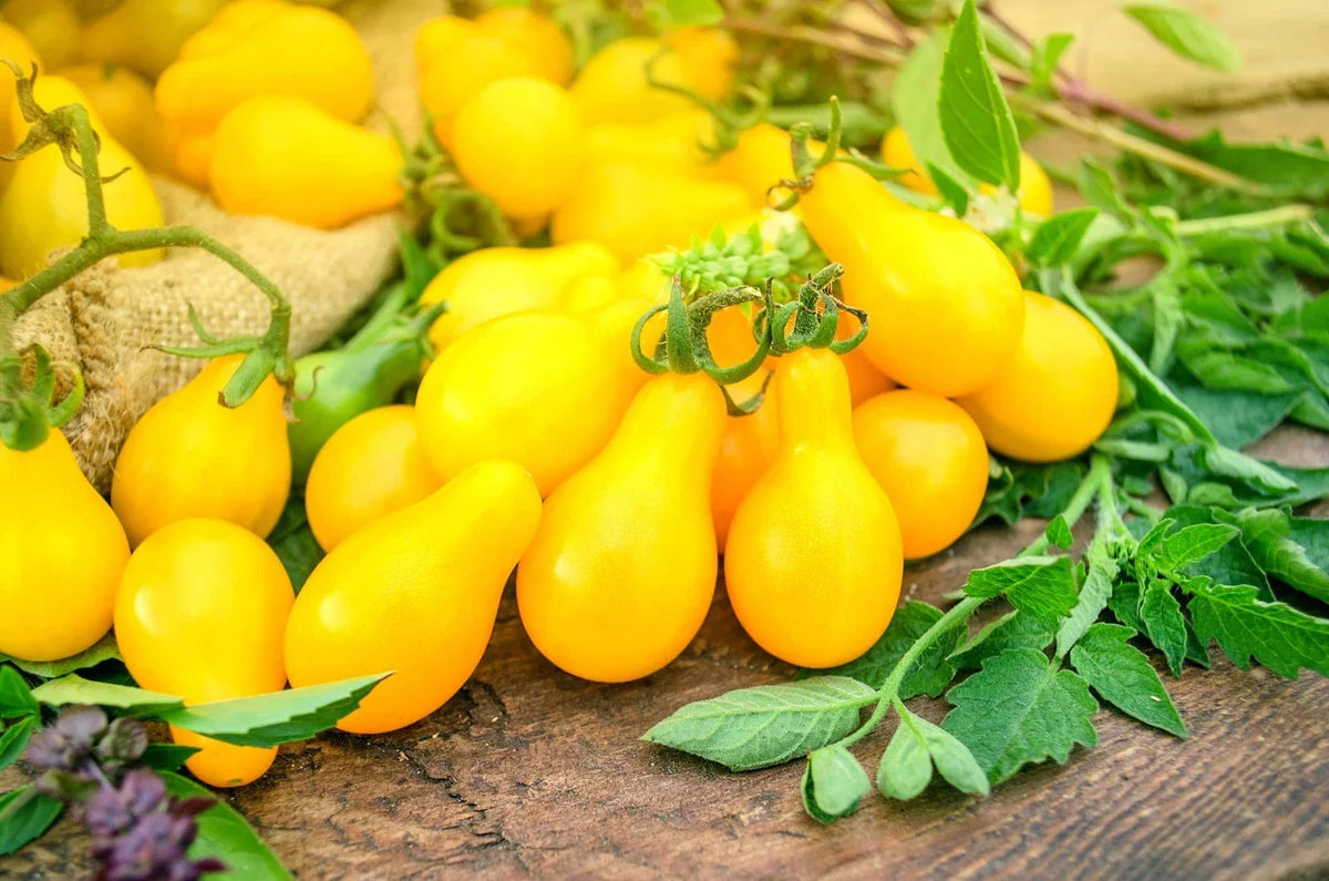 50 Yellow Pear Tomato Seeds - High Yield Heirloom Variety - Solanum lycopersicum - Perfect for Salads and Container Gardening