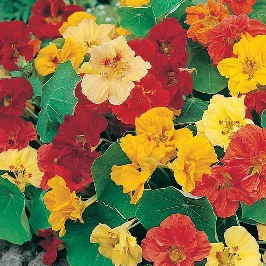 Mexican Pepperleaf Plant - Live 12-18" Hoja Santa - Piper auritum - Aromatic Culinary Herb for Gardens and Cooking