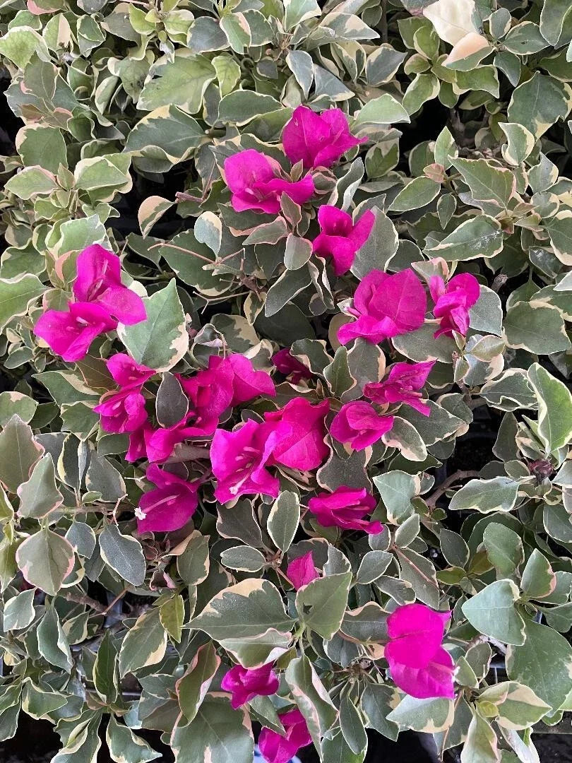 Claret Red Bougainvillea Starter Plant - Small Well Rooted - Bougainvillea glabra - Rare Drought-Tolerant Perennial