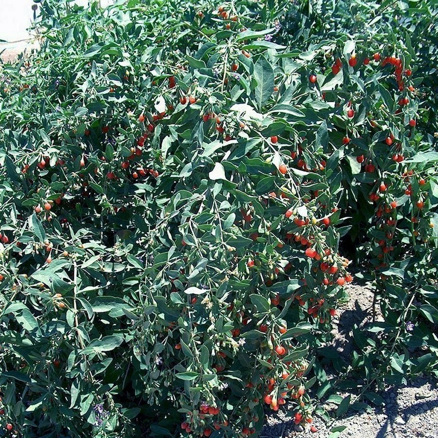 Goji Berry Cuttings Lot of 20 - Fresh Edible Cuttings - Lycium barbarum - Nutritious Gardening for Home and Landscape