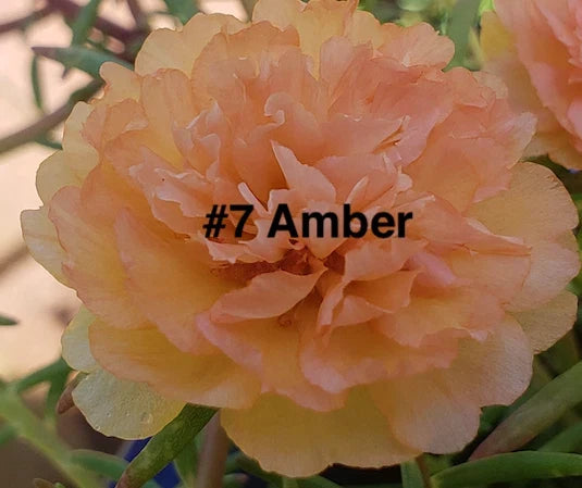 Moss Rose Cuttings, 10 Unrooted Amber Cuttings, Portulaca Grandiflora, Succulent Ground Cover Plants