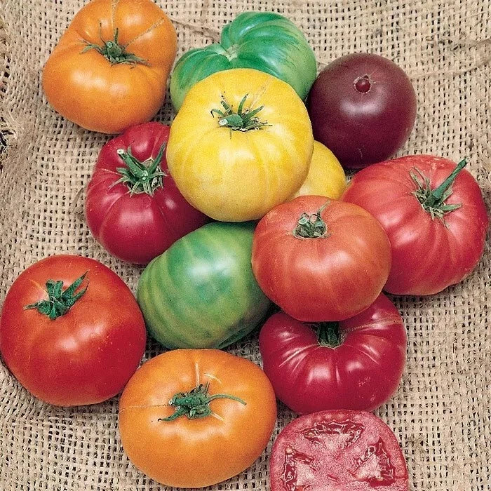 Rainbow Beefsteak Tomato Seeds - 120+ Heirloom Organic Non-GMO - Solanum lycopersicum - Perfect for Home Gardening